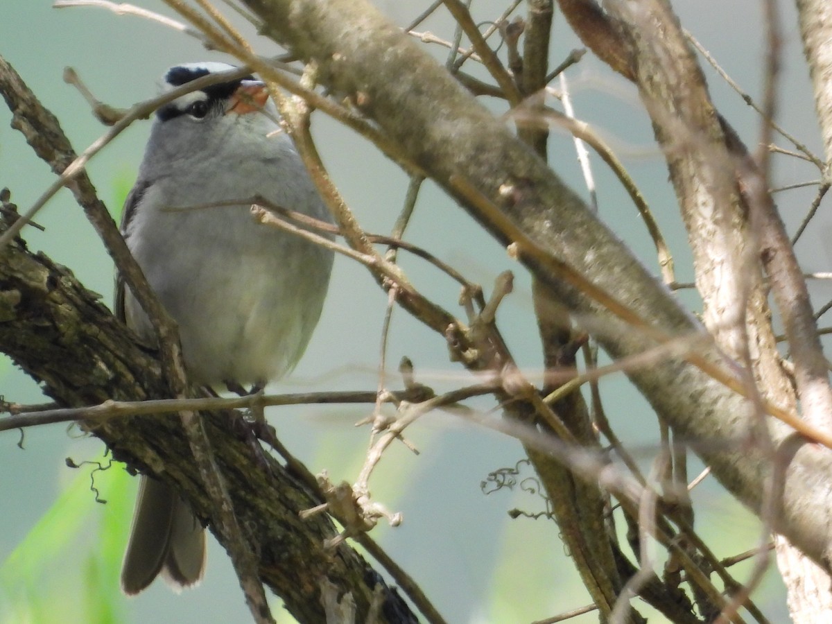 White-crowned Sparrow - ML618278604