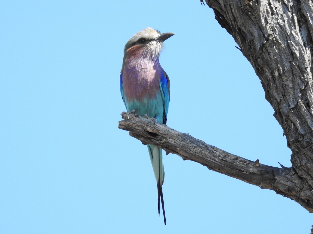 Lilac-breasted Roller - ML618278610