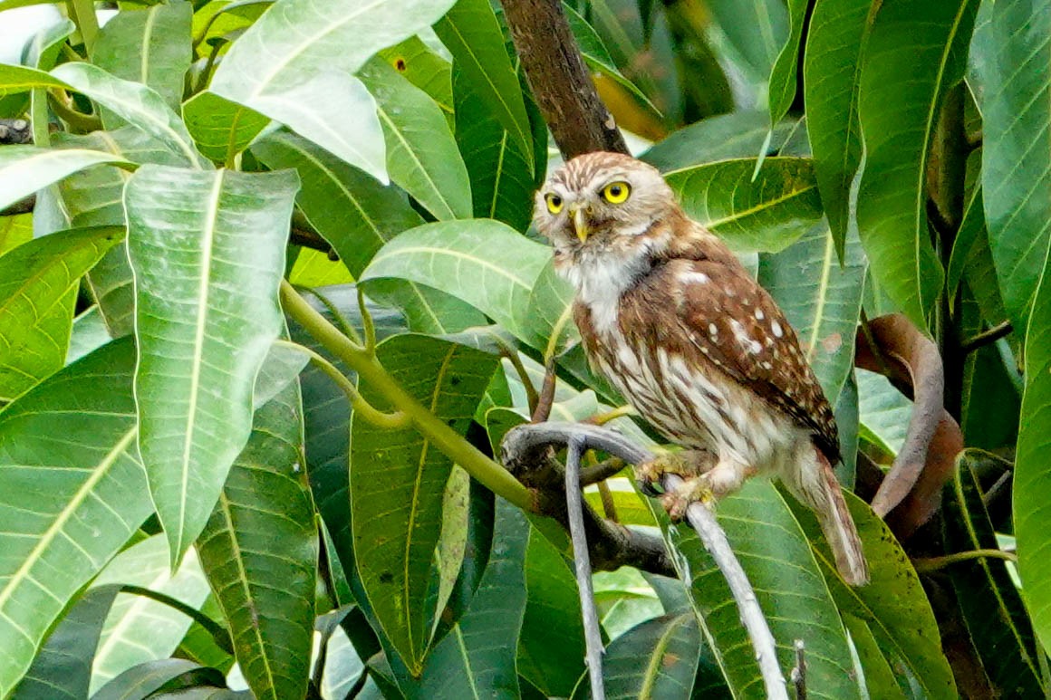 Ferruginous Pygmy-Owl - ML618278629