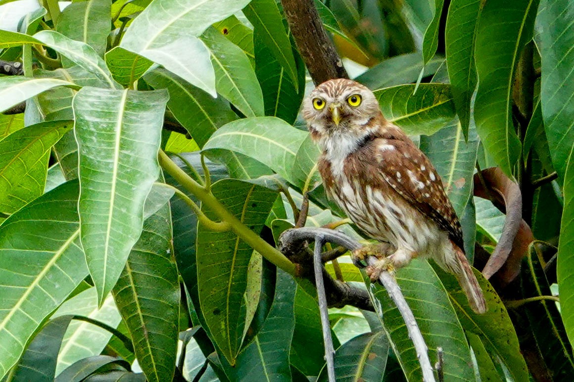 Ferruginous Pygmy-Owl - ML618278630