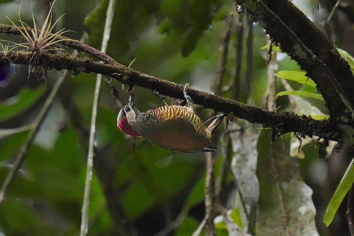 Golden-olive Woodpecker - ML618278635