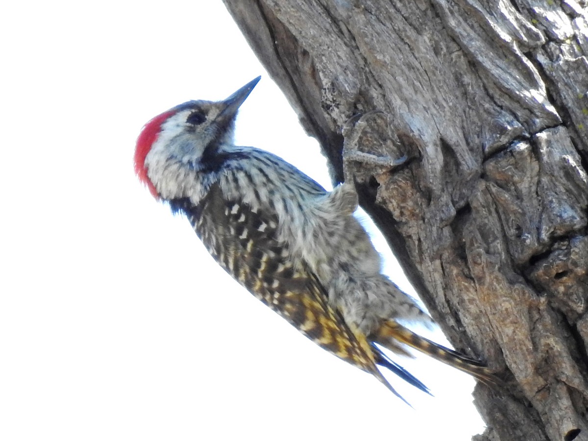 Cardinal Woodpecker - ML618278643
