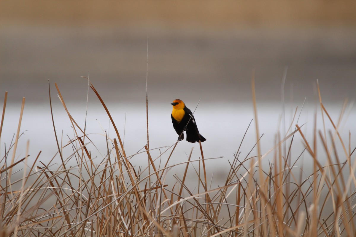 Yellow-headed Blackbird - ML618278652