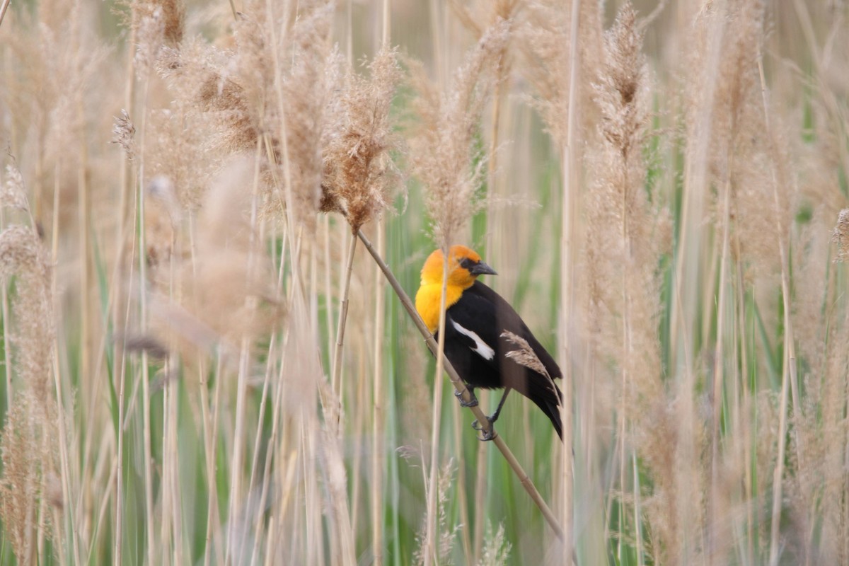 Yellow-headed Blackbird - Jbear Ketner