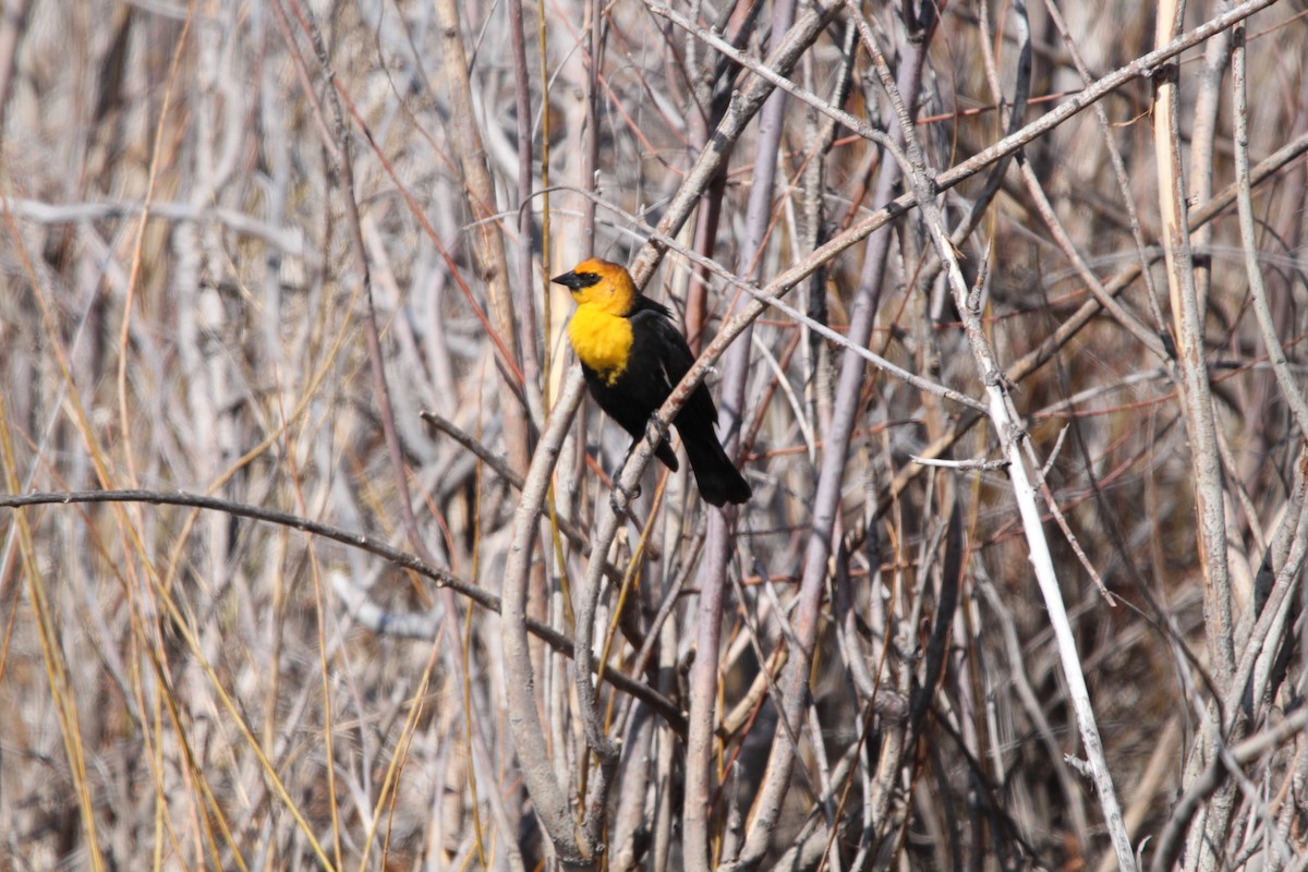 Yellow-headed Blackbird - ML618278654