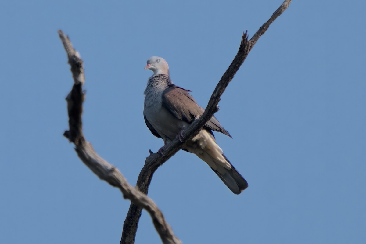 Mountain Imperial-Pigeon - S Kanchan