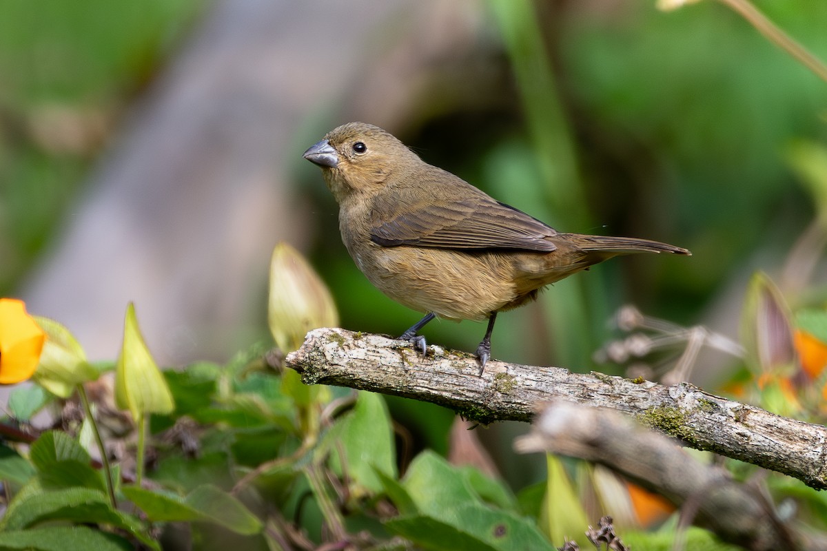 Yellow-bellied Seedeater - ML618278661