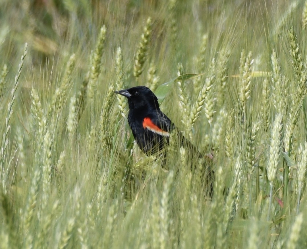 Red-winged Blackbird - ML618278669