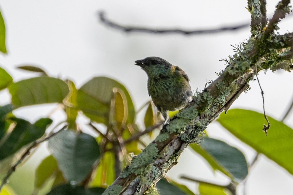 Black-capped Tanager - ML618278670