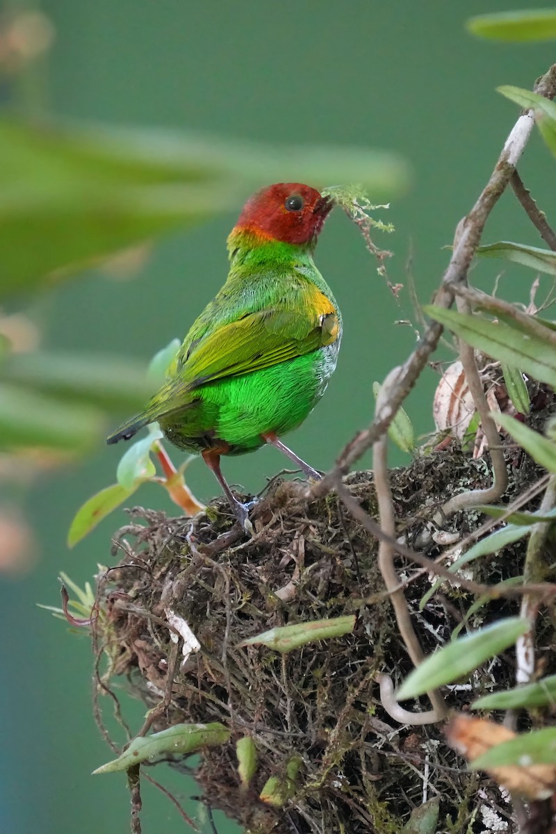Bay-headed Tanager - ML618278673
