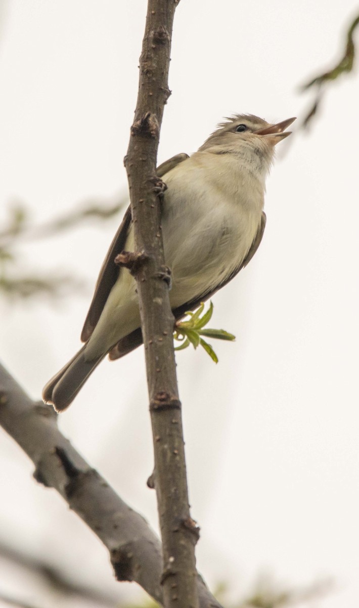 Warbling Vireo - Jerry Chen