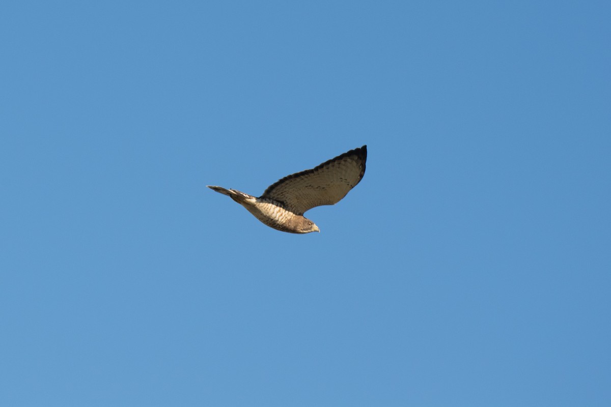 Broad-winged Hawk - ML618278689