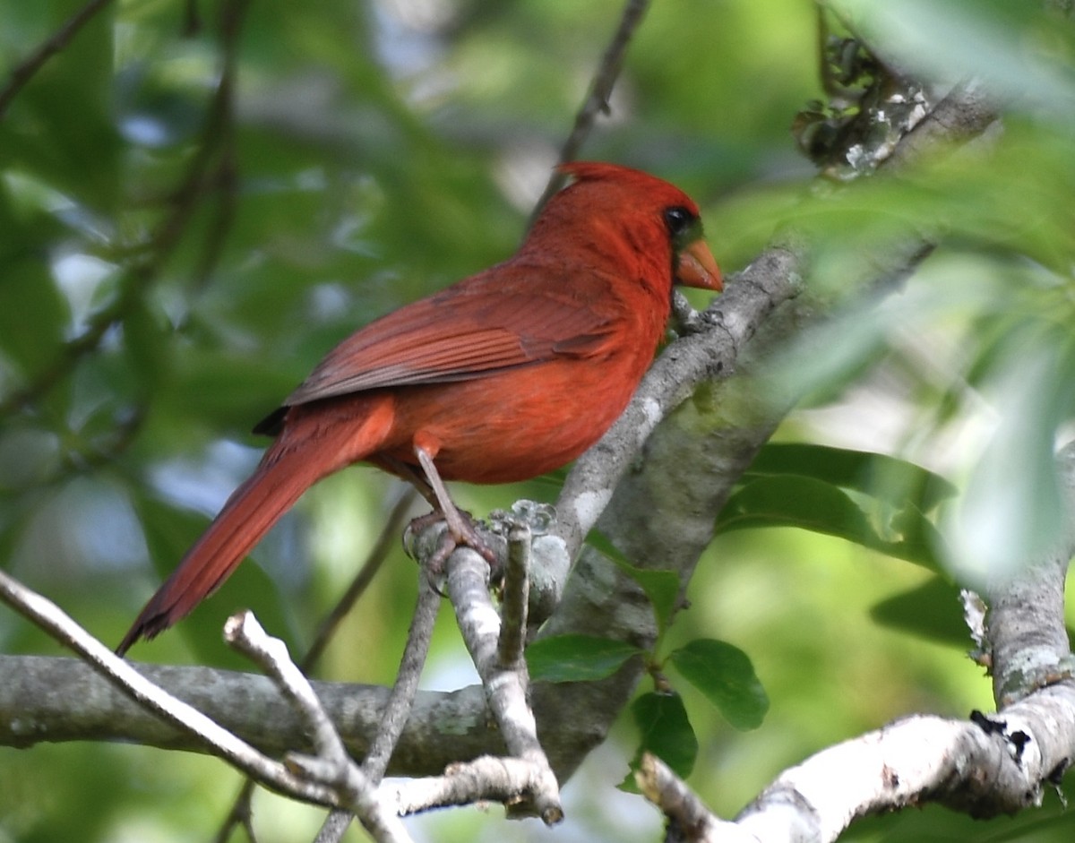 Cardinal rouge - ML618278714