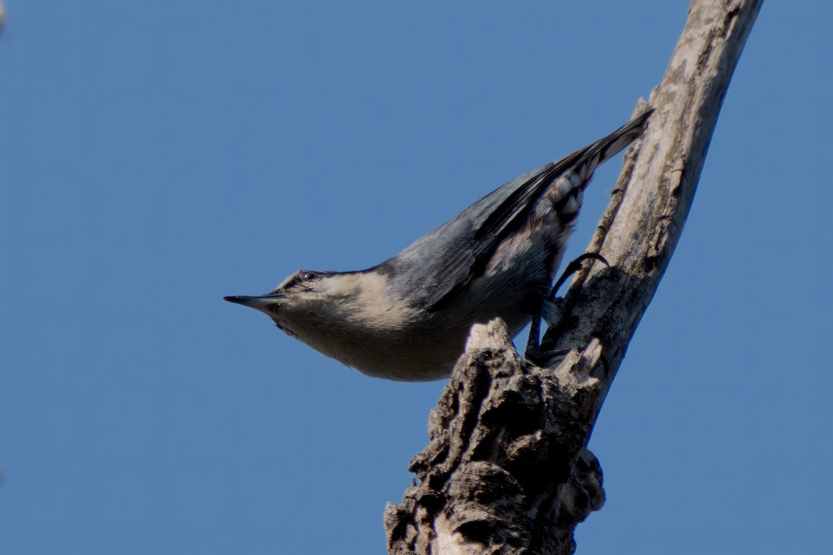 Chestnut-vented Nuthatch - S Kanchan