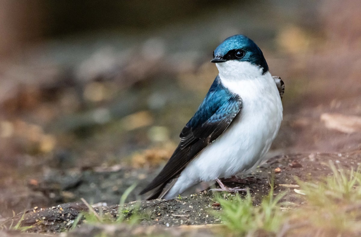 Tree Swallow - Jerry Chen