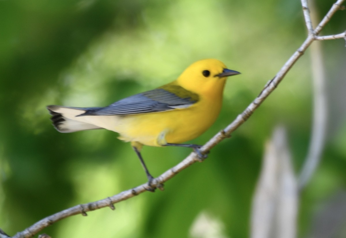 Prothonotary Warbler - ML618278724
