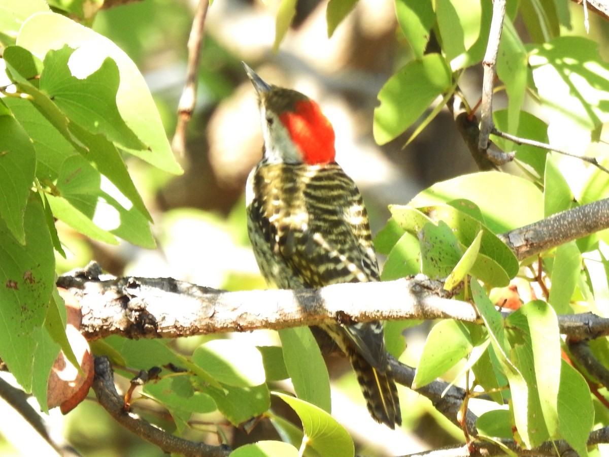 Cardinal Woodpecker - ML618278730