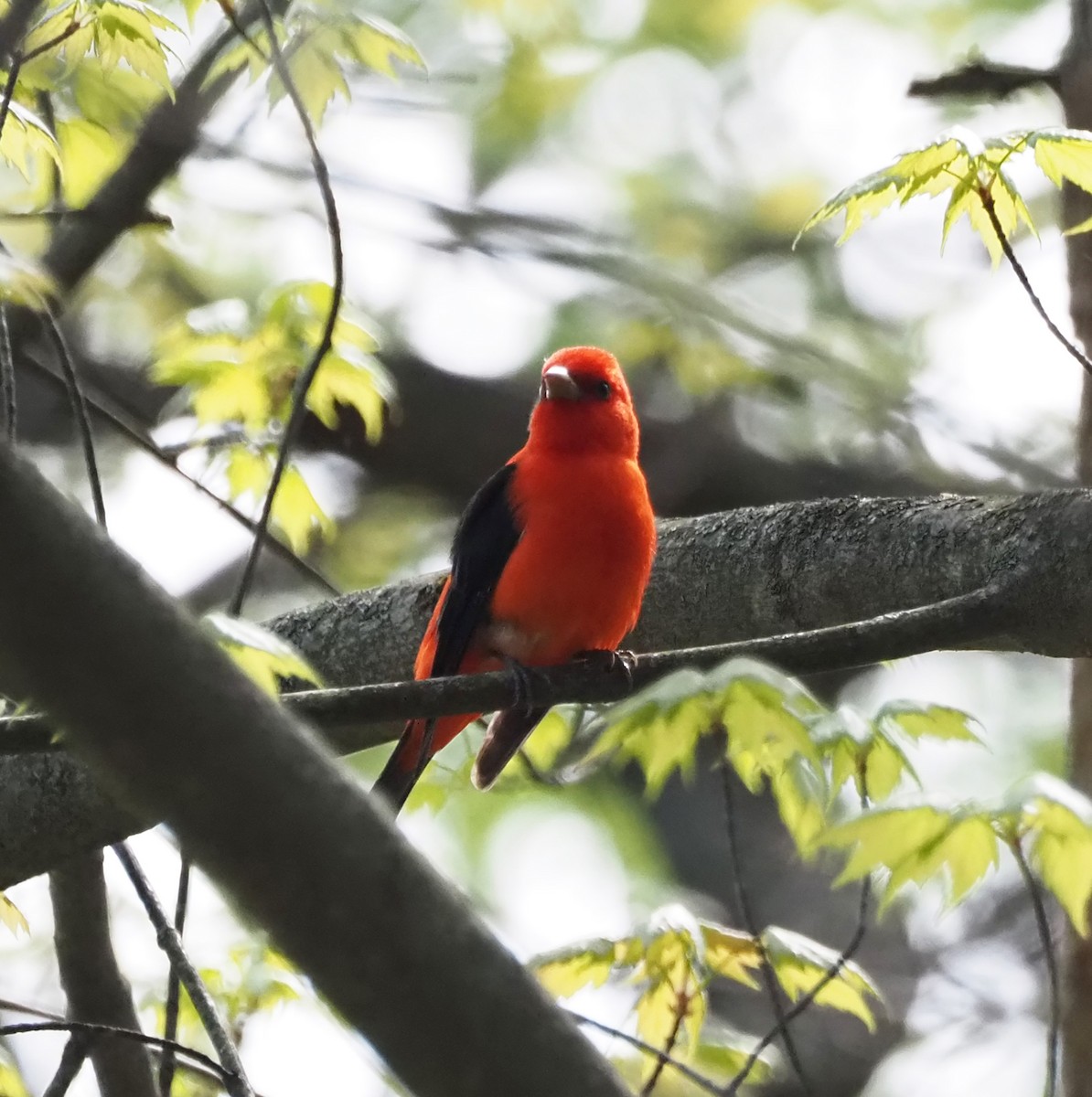 Scarlet Tanager - ML618278740