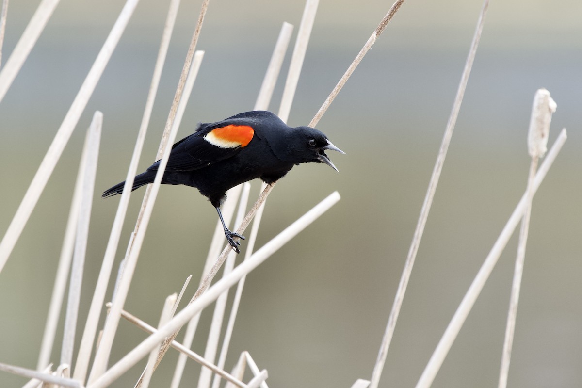 Red-winged Blackbird - Ian Jarvie