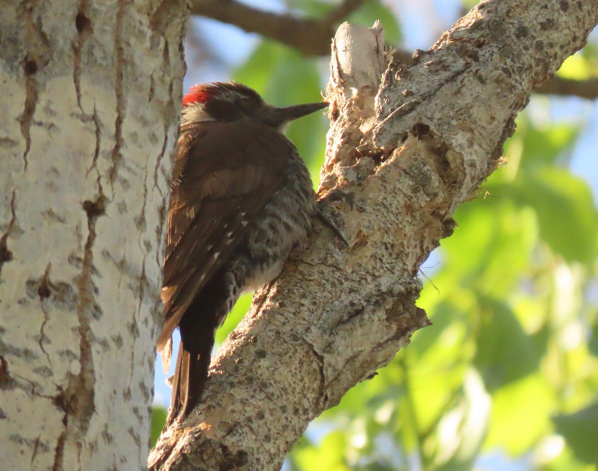 Arizona Woodpecker - ML618278779