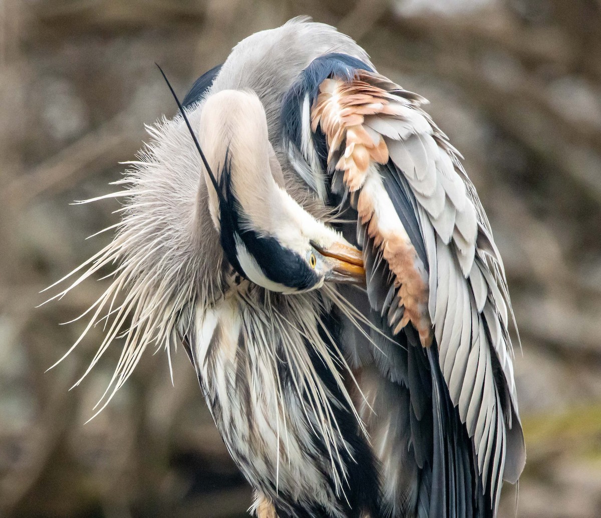 Great Blue Heron - Jerry Chen