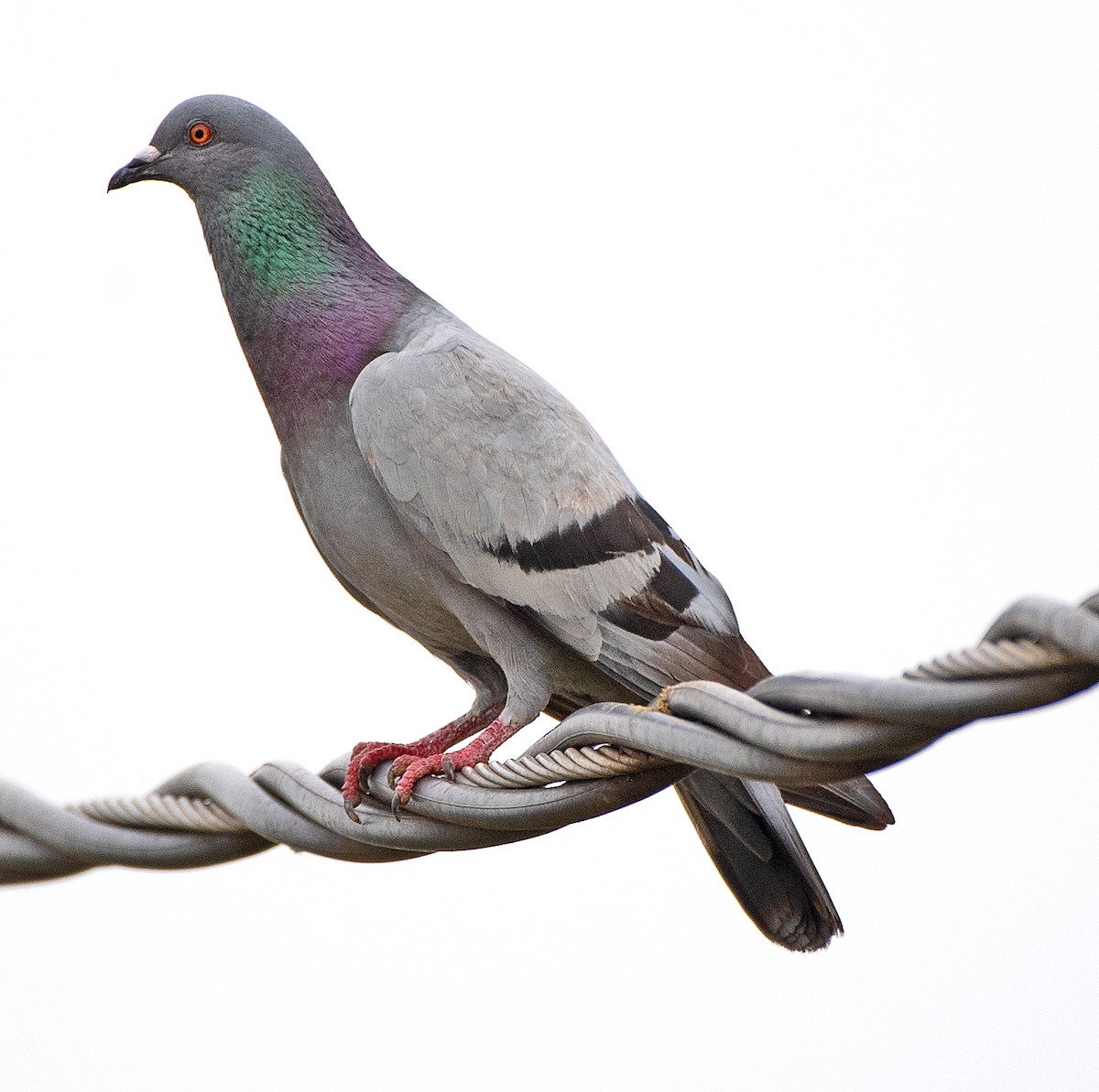 Rock Pigeon (Feral Pigeon) - Kenneth Butler