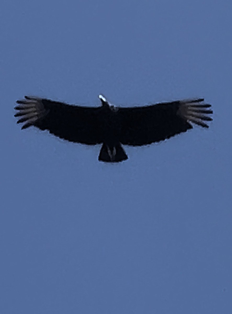 Black Vulture - Lisa Coons