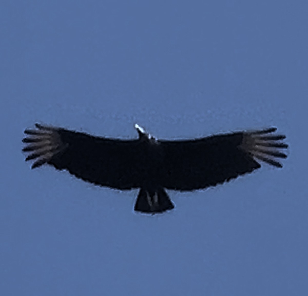 Black Vulture - Lisa Coons