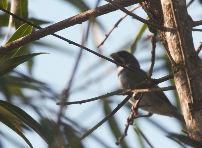 Double-collared Seedeater - ML618278834