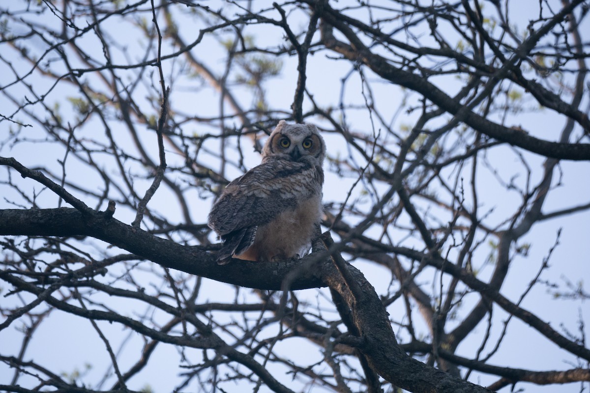 Great Horned Owl - Sandeep Biswas