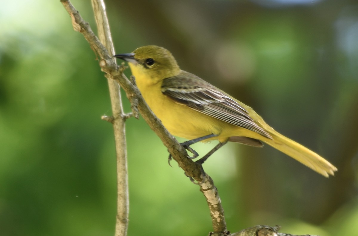 Orchard Oriole - ML618278881