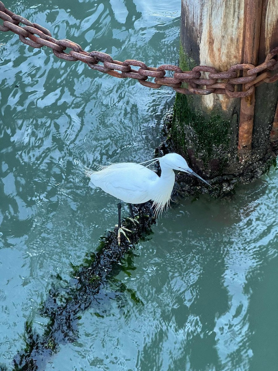Little Egret - Anonymous
