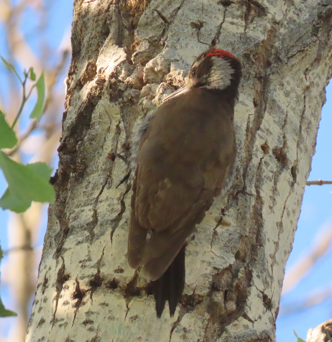 Arizona Woodpecker - ML618278929