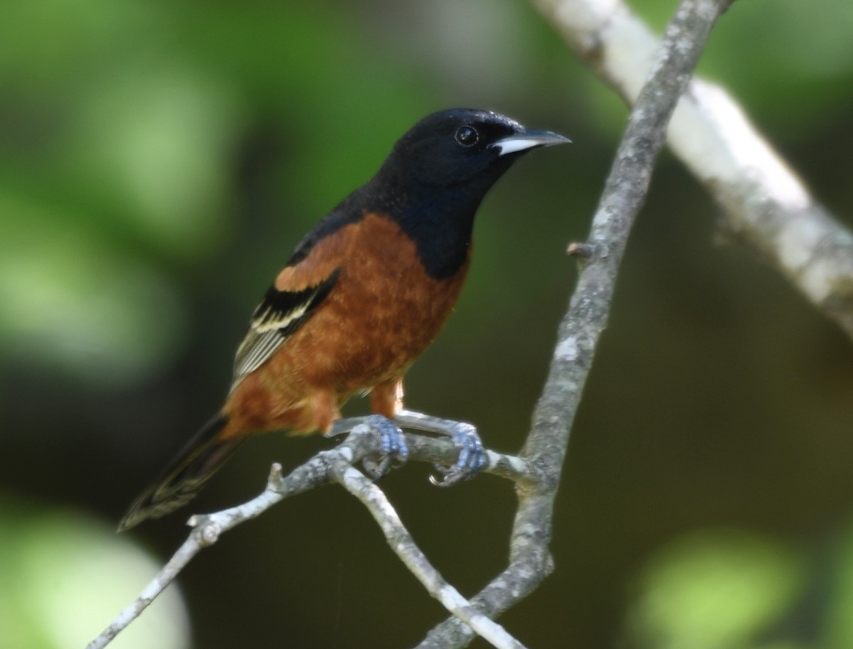 Orchard Oriole - ML618278935