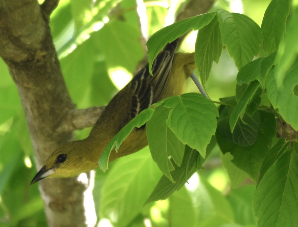 Orchard Oriole - ML618278936