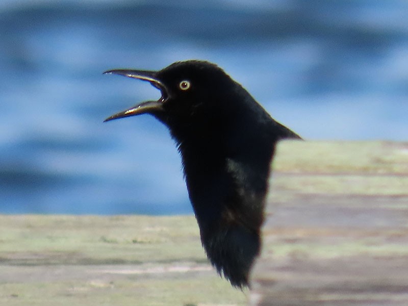 Boat-tailed Grackle - ML618278950