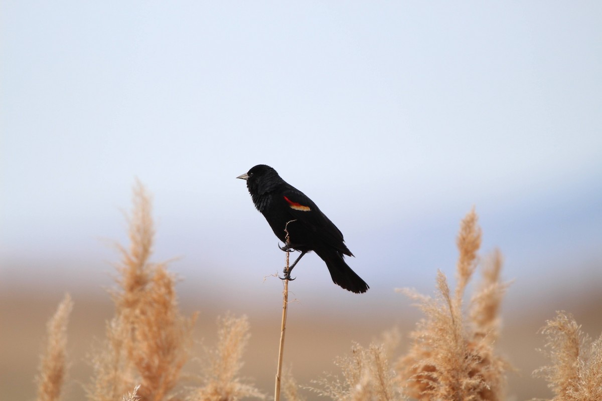 Red-winged Blackbird - ML618278969