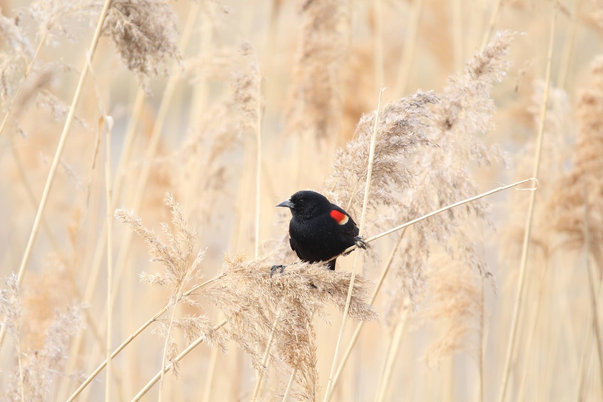 Red-winged Blackbird - ML618278971