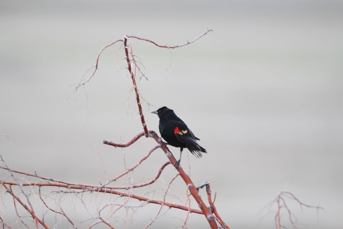 Red-winged Blackbird - ML618278972