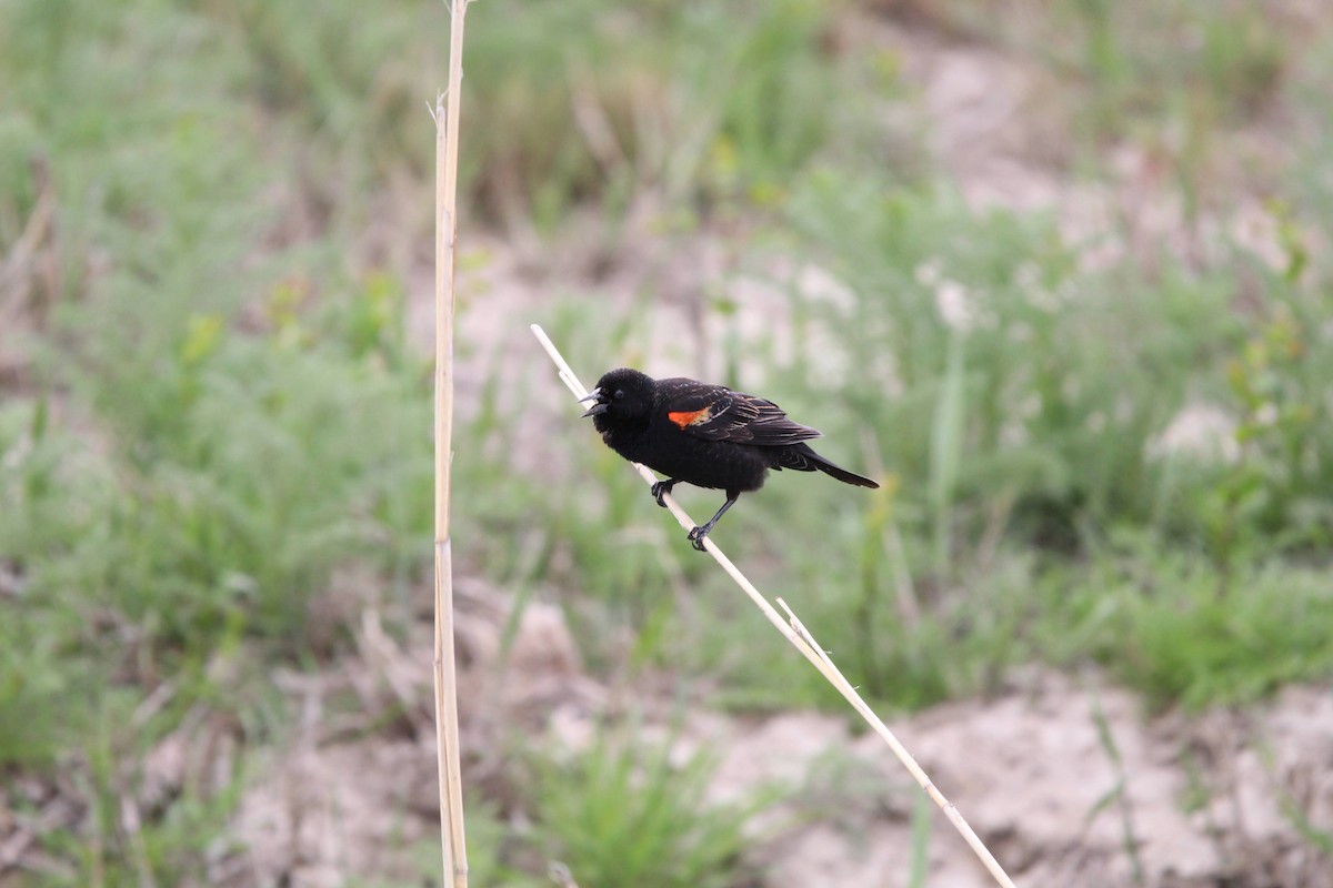 Red-winged Blackbird - Jbear Ketner