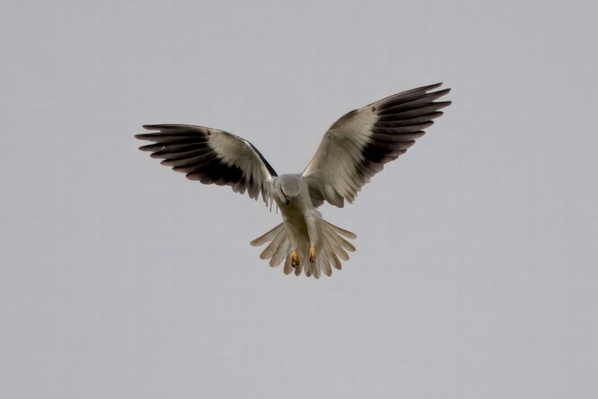 Black-winged Kite - S Kanchan