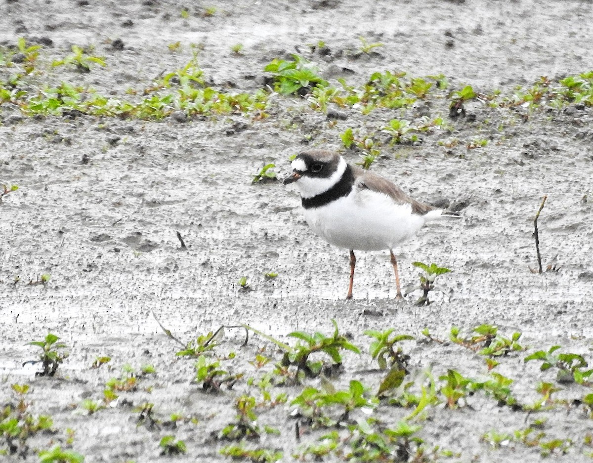 Semipalmated Plover - Mike Clarke