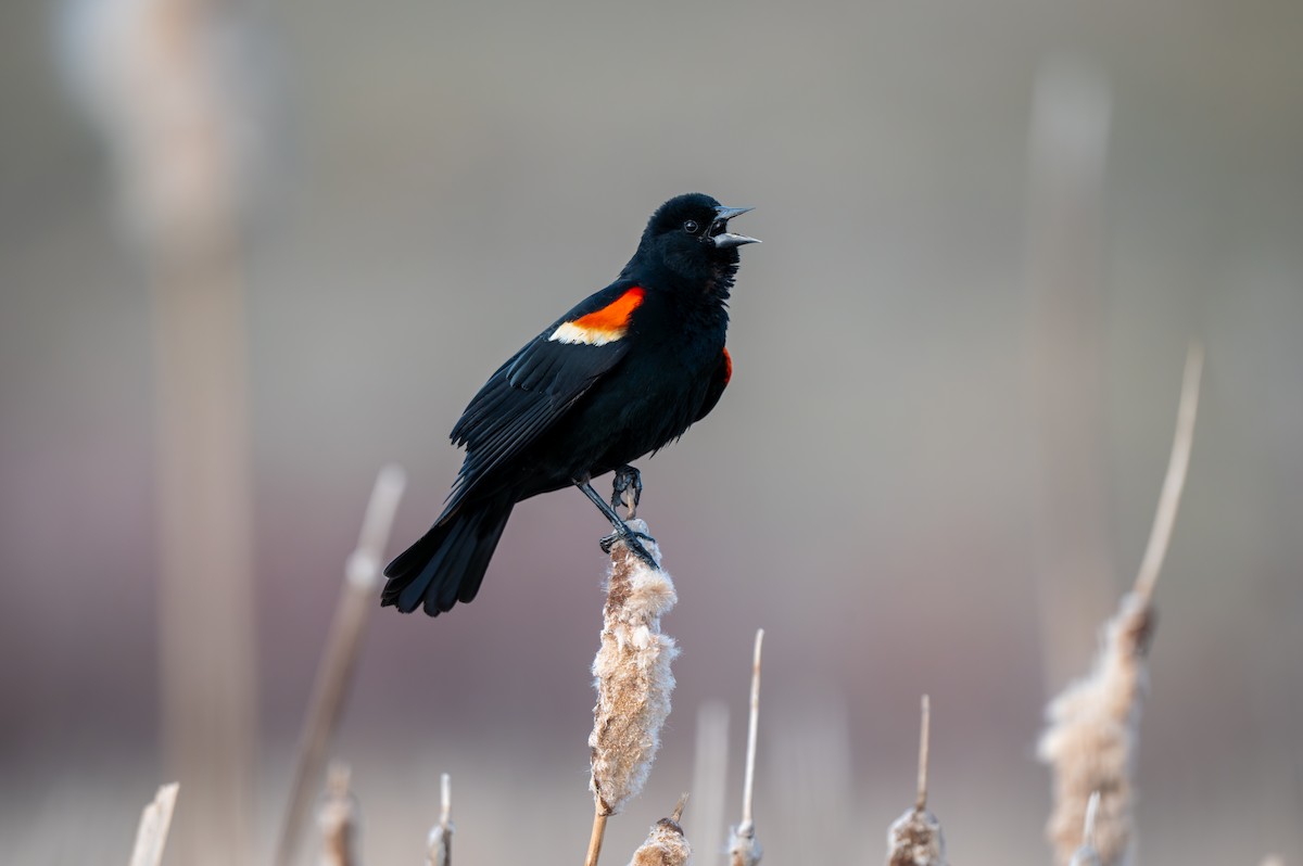 Red-winged Blackbird - Mason Tremblay