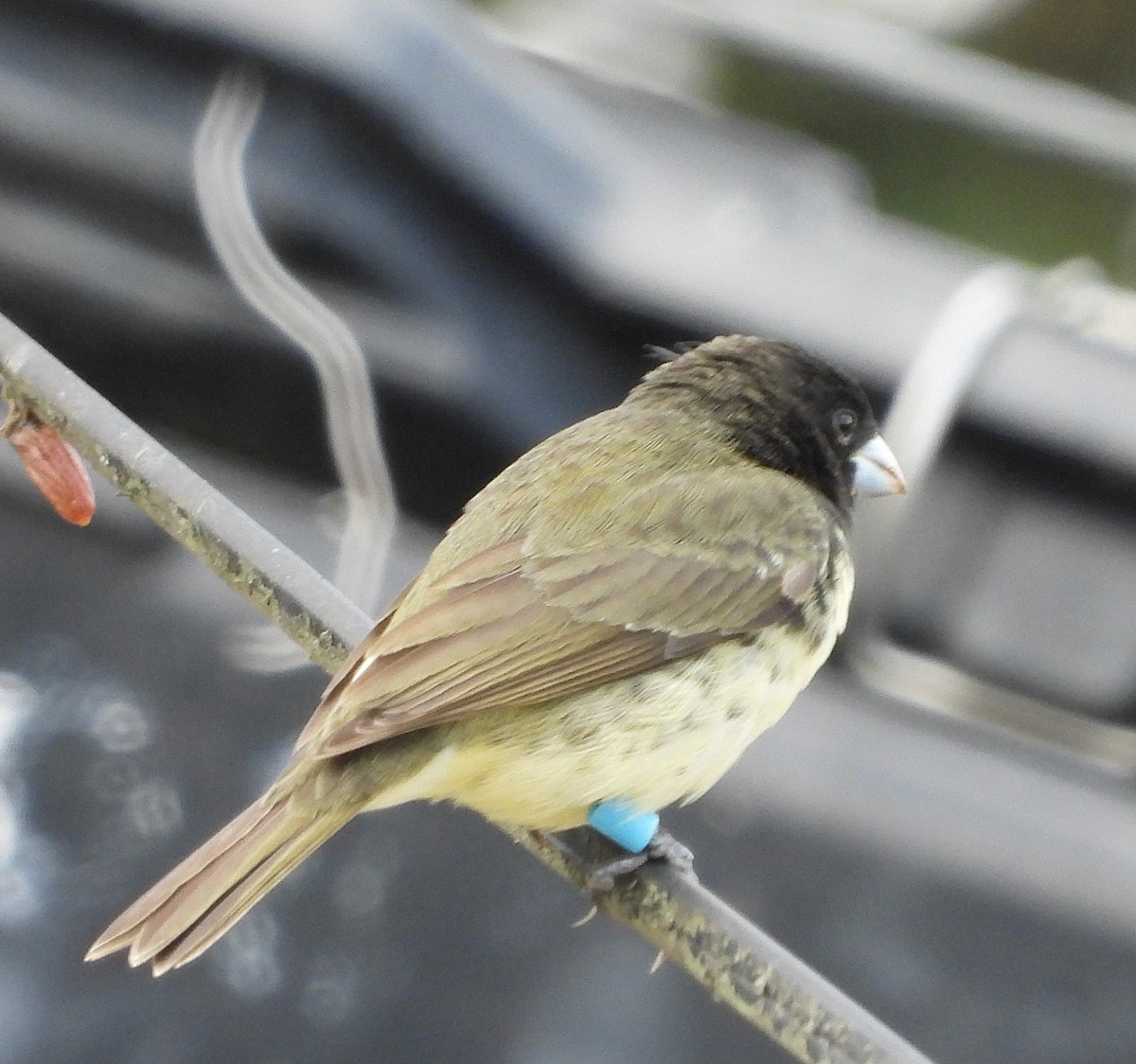 Yellow-bellied Seedeater - ML618279046