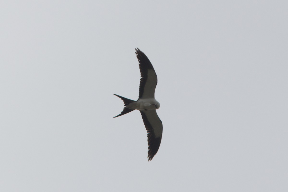 Swallow-tailed Kite - ML618279048
