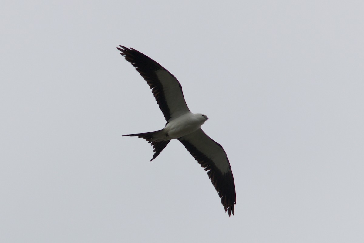 Swallow-tailed Kite - Alex Lin-Moore