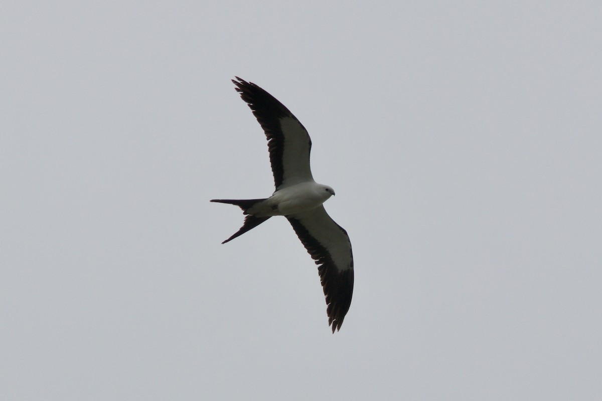 Swallow-tailed Kite - ML618279050