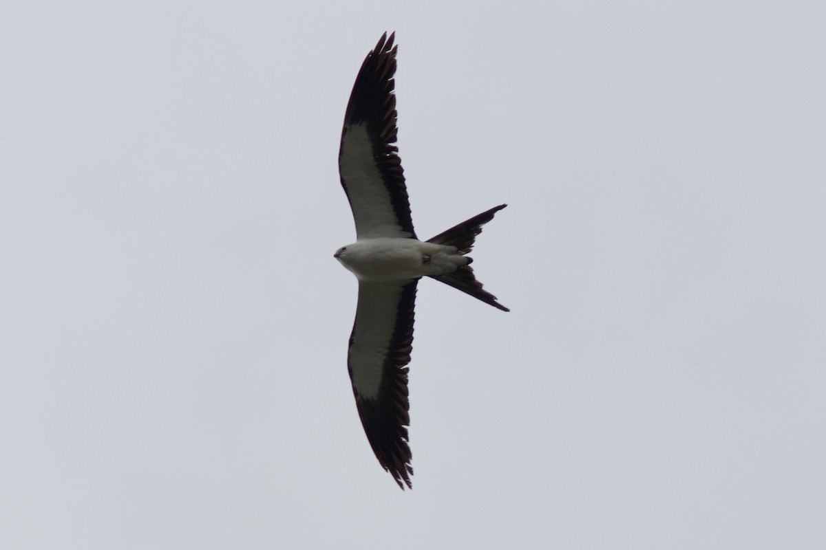 Swallow-tailed Kite - ML618279052