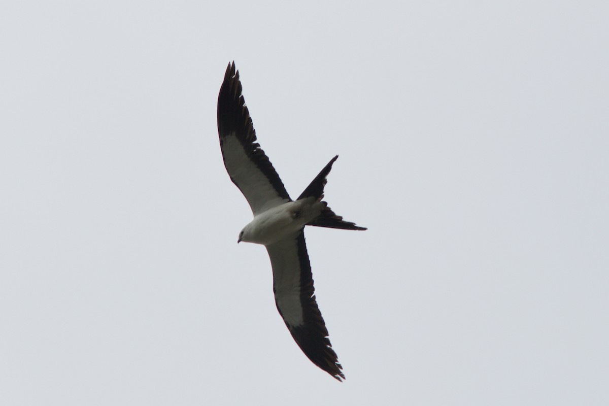Swallow-tailed Kite - ML618279053