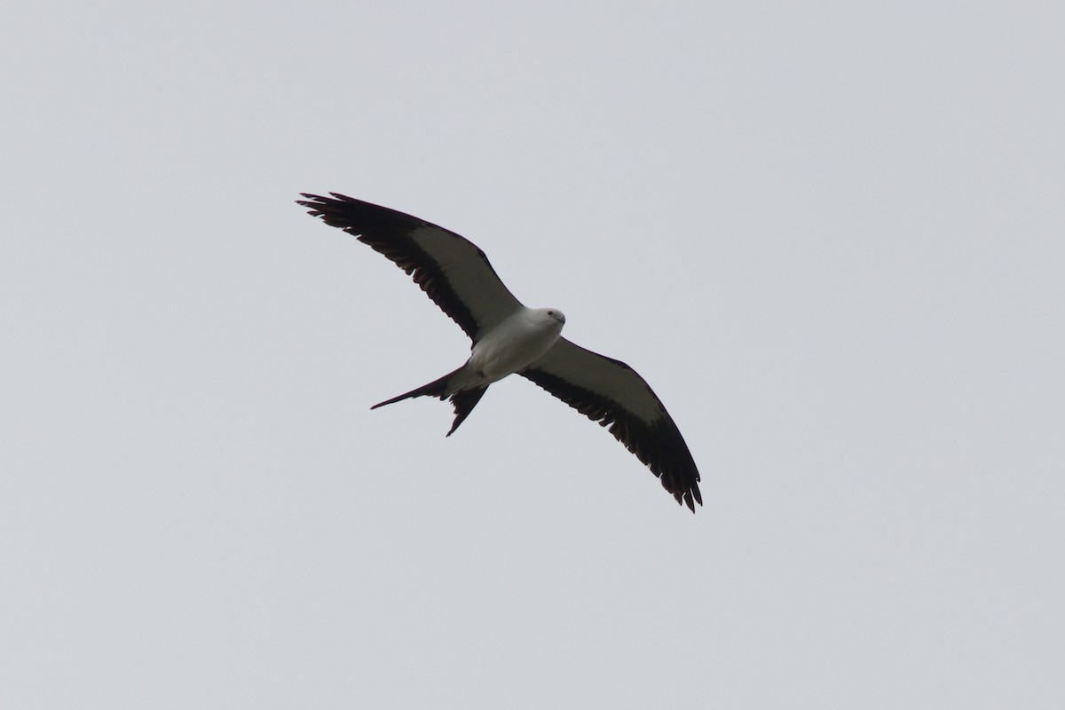 Swallow-tailed Kite - ML618279054